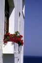 Red flowers at the window Royalty Free Stock Photo