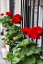 This is red flowers in the window Royalty Free Stock Photo