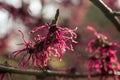 Hamamelis x intermedia `Birgit` Royalty Free Stock Photo