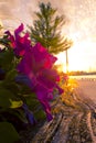 Red flowers in wooden planter Royalty Free Stock Photo