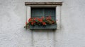 Red flowers in a wooden window box on a rustic white wall Royalty Free Stock Photo