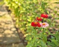 red flowers with a yellow core on a background of blurred green foliage. Butterfly on a flower Royalty Free Stock Photo