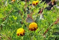 red flowers with a yellow core on a background of blurred green foliage. Butterfly on a flower Royalty Free Stock Photo