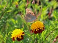 red flowers with a yellow core on a background of blurred green foliage. Butterfly on a flower Royalty Free Stock Photo