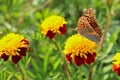 red flowers with a yellow core on a background of blurred green foliage. Butterfly on a flower Royalty Free Stock Photo