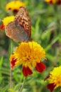 red flowers with a yellow core on a background of blurred green foliage. Butterfly on a flower Royalty Free Stock Photo