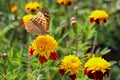 red flowers with a yellow core on a background of blurred green foliage. Butterfly on a flower Royalty Free Stock Photo