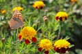 red flowers with a yellow core on a background of blurred green foliage. Butterfly on a flower Royalty Free Stock Photo