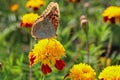 red flowers with a yellow core on a background of blurred green foliage. Butterfly on a flower Royalty Free Stock Photo