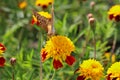 red flowers with a yellow core on a background of blurred green foliage. Butterfly on a flower Royalty Free Stock Photo