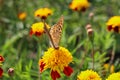 red flowers with a yellow core on a background of blurred green foliage. Butterfly on a flower Royalty Free Stock Photo