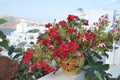 Red flowers in pot on a seaside balcony. Santorini, Greece. Royalty Free Stock Photo