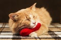 Red fluffy cat asleep hugging soft plush heart toy Royalty Free Stock Photo