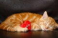 Red fluffy cat asleep hugging soft plush heart toy. Royalty Free Stock Photo