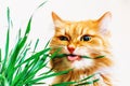 Red Fluffy Cat Eats Grass On White Background