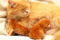 Red fluffy cat feeds 2 small newborn kittens. Lactating cat and her children, a few days from birth, beautiful cats