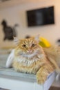 A red fluffy cat lying on the couch of the house. Domestic pets.