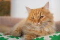 A red fluffy cat lying on the couch of the house. Domestic pets.