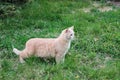 red fluffy cat walks in nature in green grass hunts