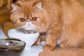 Red fluffy charming Persian breed cat is eating dry professional cat food from a bowl