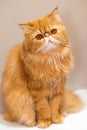 Red fluffy charming Persian breed cat on white background Royalty Free Stock Photo