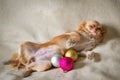 Red fluffy Chihuahua puppy lies on his back, next to the Christmas tree balls. Horizontal position