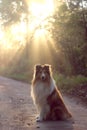 Fluffy collie on a walk in the Park