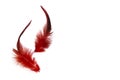 Red fluffy feather on a white background. copy space Royalty Free Stock Photo