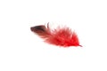 Red fluffy feather on a white background. copy space Royalty Free Stock Photo
