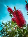 Red fluffy flower plant bush Crimson Bottlebrush Callistemon Myrtaceae on blue sky background Royalty Free Stock Photo