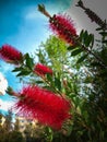 Red fluffy flower plant bush Crimson Bottlebrush Callistemon Myrtaceae on blue sky background