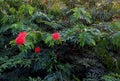 Red Fluffy Flowers