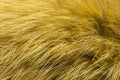 Red fluffy fox wool texture, natural animal wool background, yellow fur texture close-up for designers