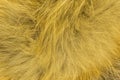 Red fluffy fox wool texture, natural animal wool background, yellow fur texture close-up for designers