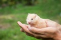 Red fluffy hamster in hand,