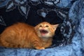 red fluffy kitten angry and hissing Royalty Free Stock Photo