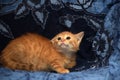 Red fluffy kitten angry and hissing Royalty Free Stock Photo