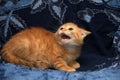 Red fluffy kitten angry and hissing Royalty Free Stock Photo