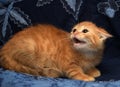 Red fluffy kitten angry and hissing Royalty Free Stock Photo