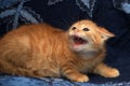 Red fluffy kitten angry and hissing Royalty Free Stock Photo