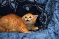 Red fluffy kitten angry and hissing Royalty Free Stock Photo