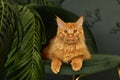 Red fluffy Maine Coon cat sits on a green velvet chair Royalty Free Stock Photo