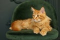 Red fluffy Maine Coon cat sits on a green velvet chair Royalty Free Stock Photo