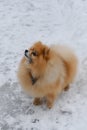 Compact lap dog with character on walk in winter park. View from above. Red fluffy Pomeranian stands in snow and looks up at owner Royalty Free Stock Photo