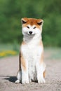 A red fluffy puppy of the Akita Inu breed sits