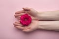 Red fluffy rose on a woman`s palms on pink background. Top view. Care for hands. Menstruation concept