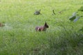 A red fluffy squirrel on a green grass.