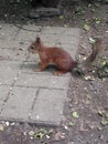 Red fluffy squirrel on land with nut in open mouth close side view