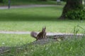 A red fluffy squirrel on a rock in park. Royalty Free Stock Photo