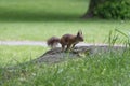 A red fluffy squirrel on a rock in park. Royalty Free Stock Photo